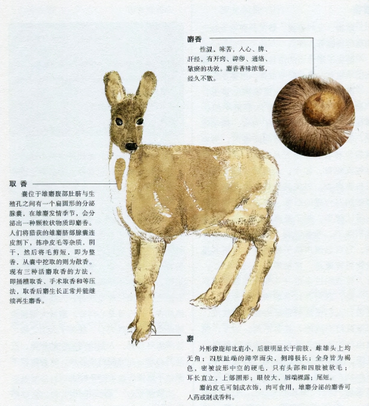 一克麝香堪比黄金，没人轻易拿它赚钱！这是为何？