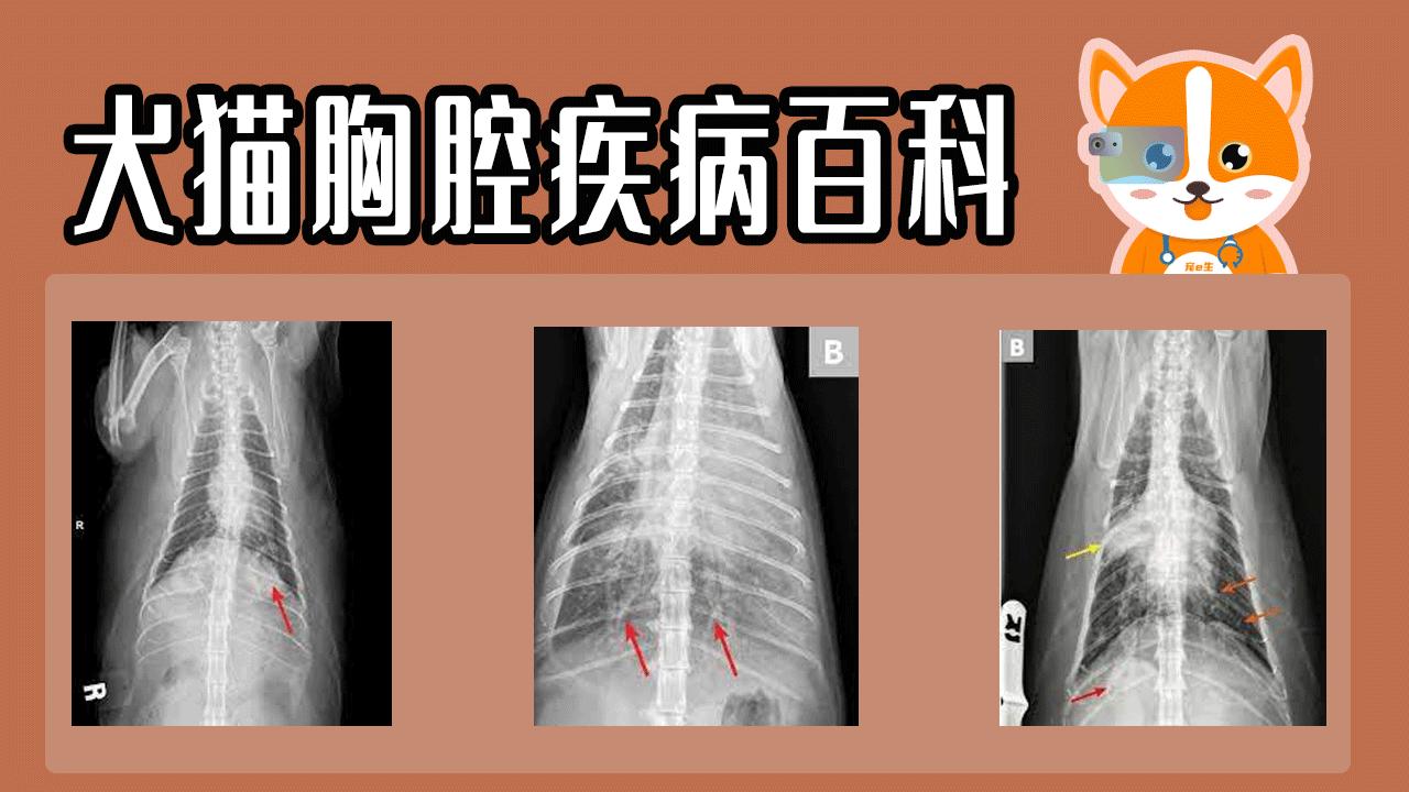 宠物猫腹部有积液能治愈吗,宠物猫心包积液