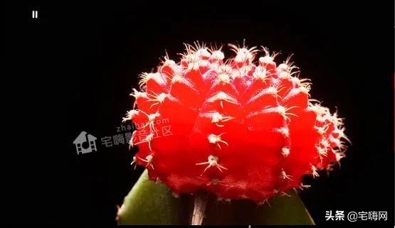 三星samsung55英寸oled测评,三星lsp9t评测