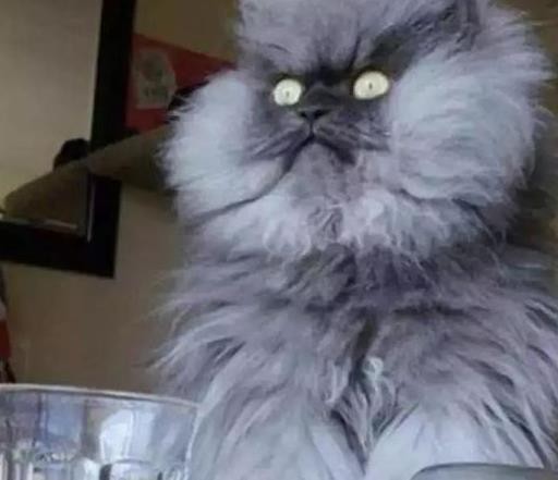 猫咪铲屎官喝醉,铲屎官给猫咪喝猫酒