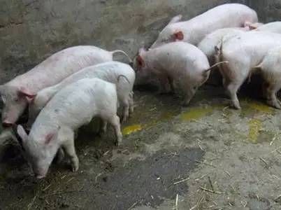 小猪瘦起不来,小猪不长反而越来越瘦怎么治