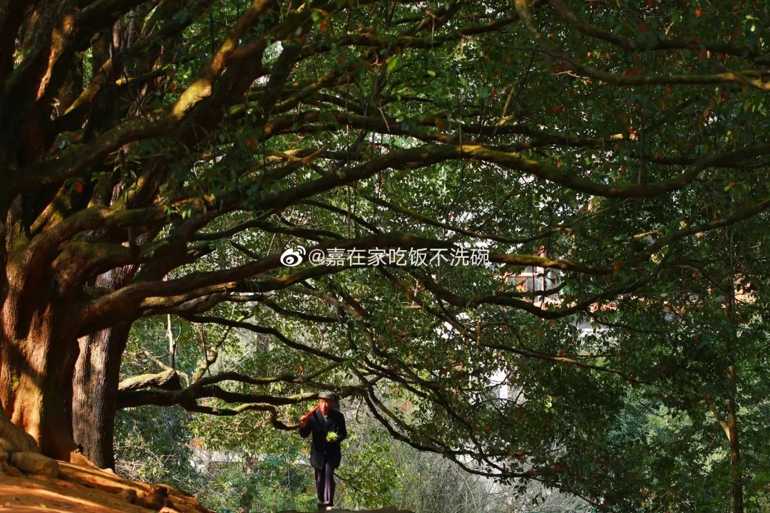 有一种叫云南的生活｜偏爱腾冲的N个理由