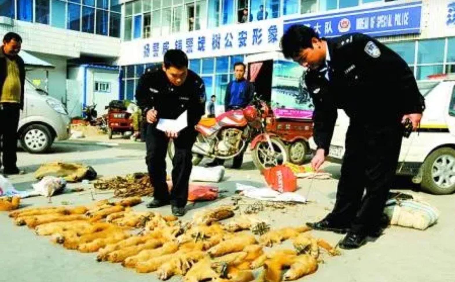 捕杀黄鼠狼违法吗,捕杀黄鼠狼怎么处罚