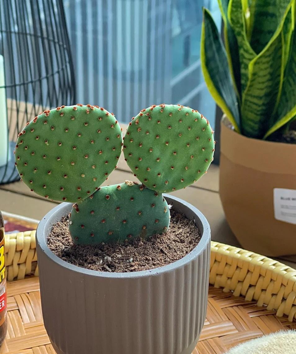 家庭客厅养什么花好看又旺财,客厅最吉祥的三种花