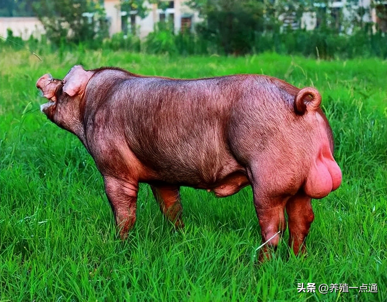 怎么在仔猪中挑后备母猪,种猪猪苗怎么选