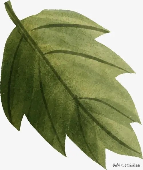 靠树叶一年赚8000万,一片树叶卖7000元