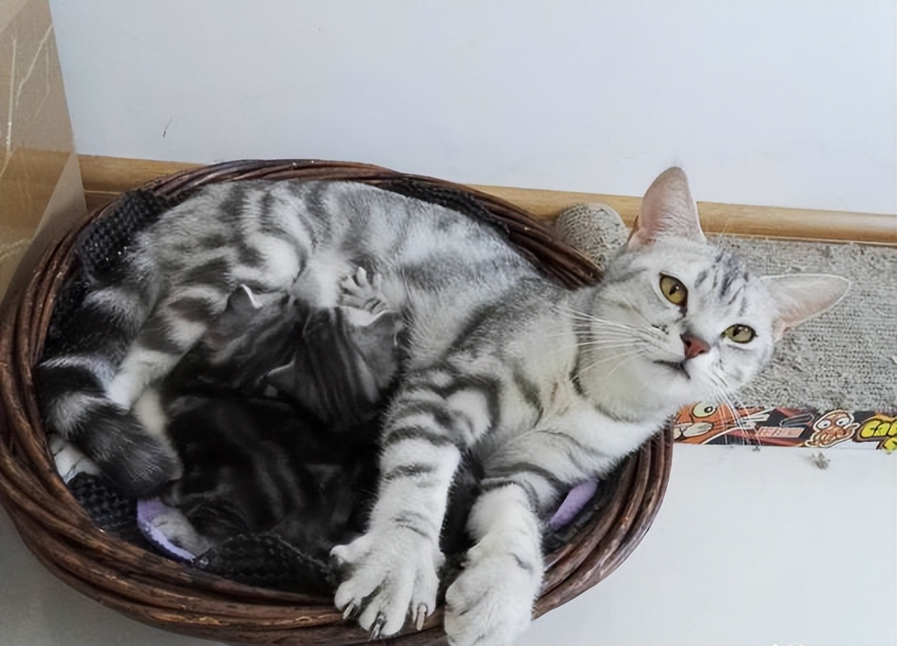 猫妈妈把孩子叼给你，想当“甩手掌柜”？铲屎官误会猫咪了