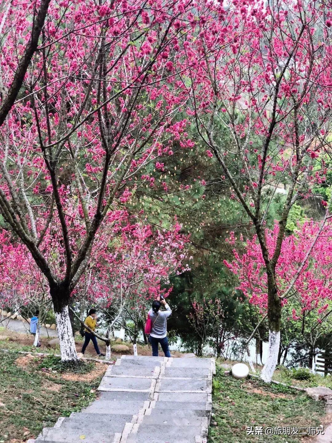 梅州4日3夜旅游路线攻略,春游去哪玩梅州樱花谷