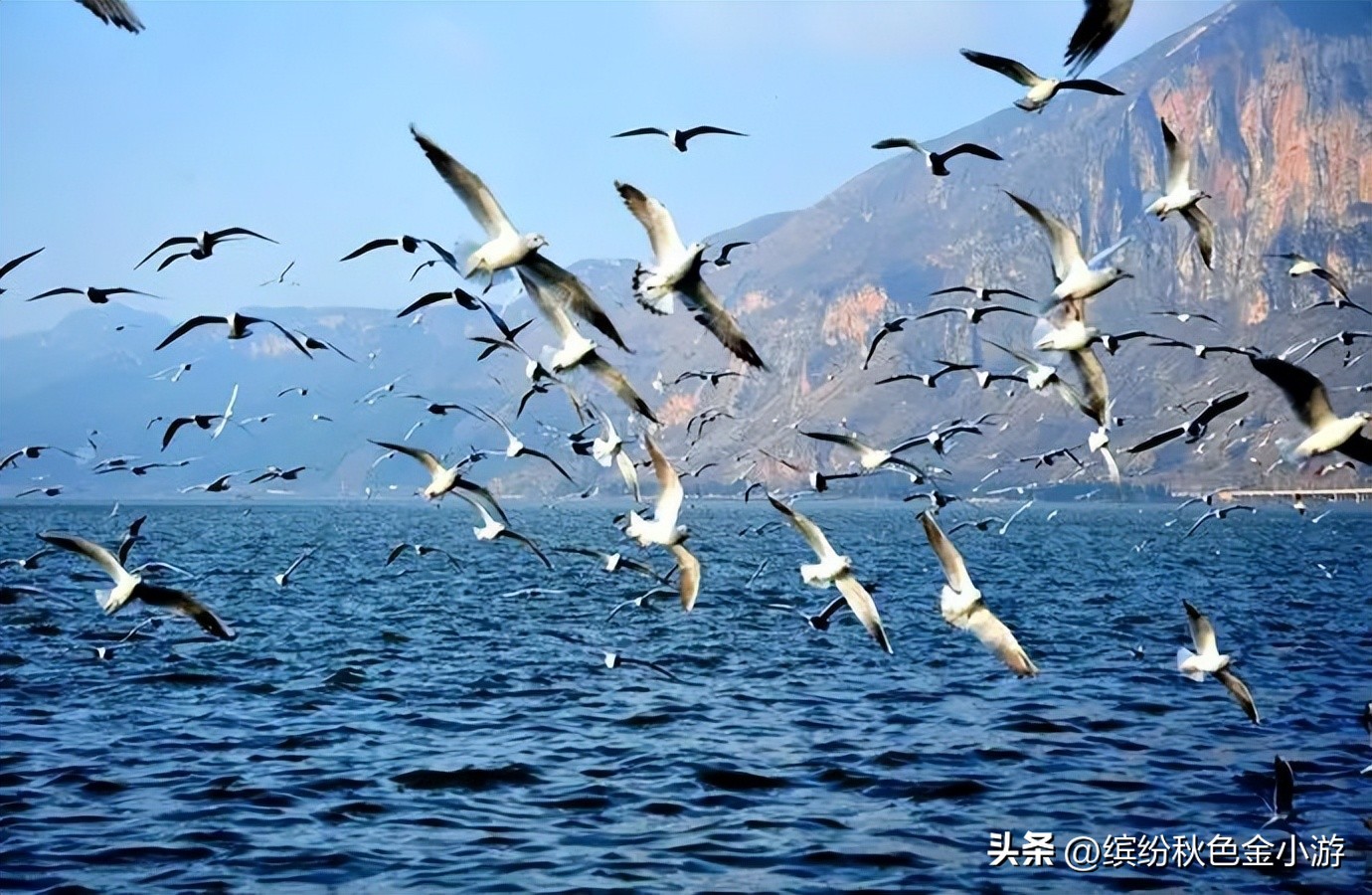 2022年昆明免费开放的景点,昆明轿子雪山这几天免费是真的吗