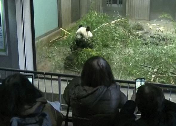 大熊猫香香回国香香出生,大熊猫香香回国后首次露面