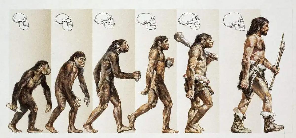 国字形脸的猴子,国字脸和络腮胡的猴子