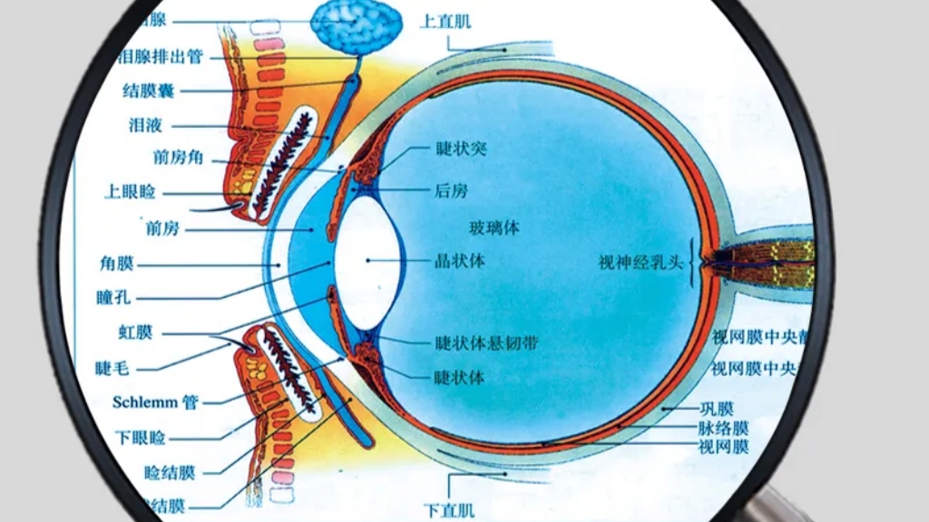 眼睛干涩、模糊，还有救吗？对眼睛好的4类营养素，早知早受益