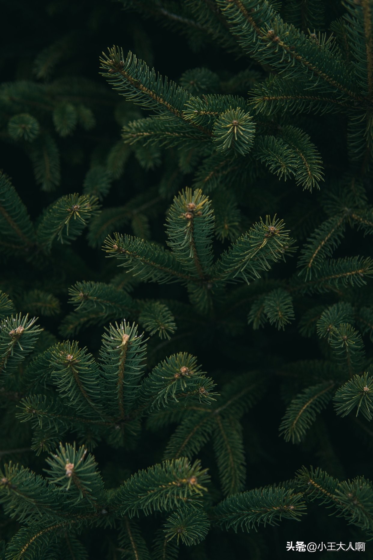 松树死亡为什么不能做柴头,烂松树可以当柴烧吗