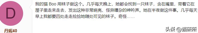 猫咪为啥叼着玩具嚎叫?谷歌569万搜索解密...