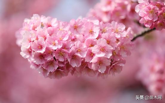 2022年最值钱紧缺的苗木是啥,未来10年哪些苗木价格高