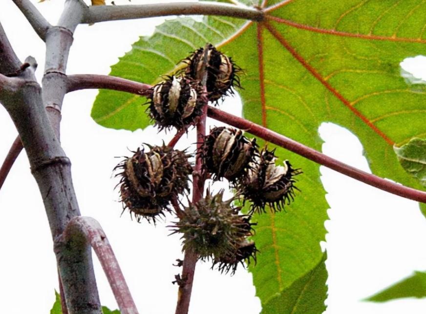 芝麻最早什么时候种,芝麻最早从哪里传入中国