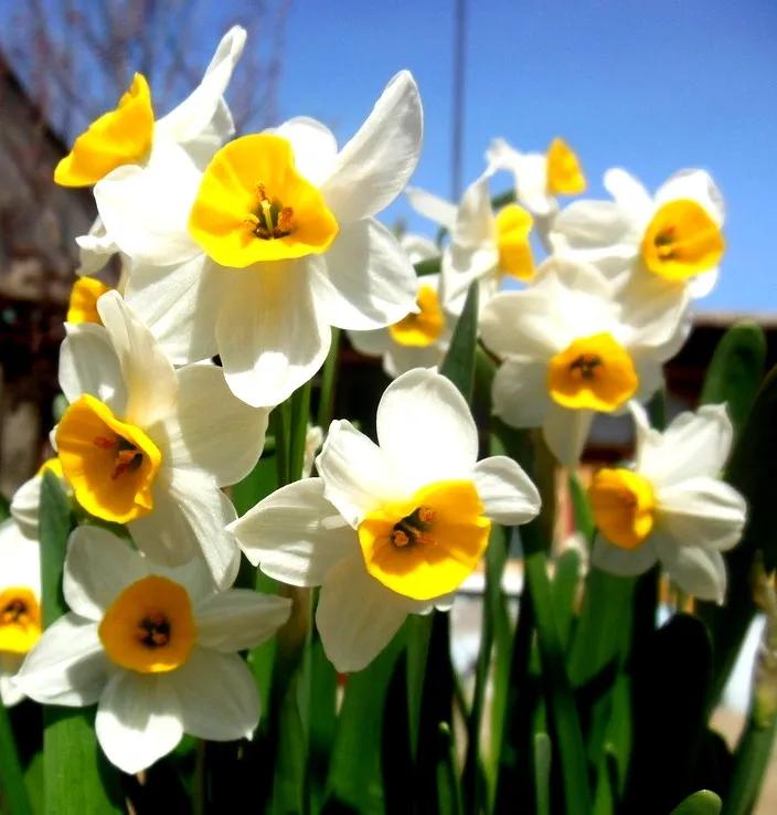 古诗词中的水仙花：飘零尘俗客再见水仙花