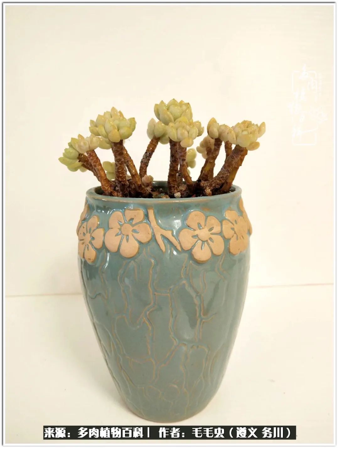 多肉可抵岁月,多肉之花语