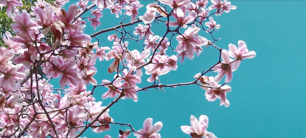 春天的陕西·汉中：一座秀美的山水城市