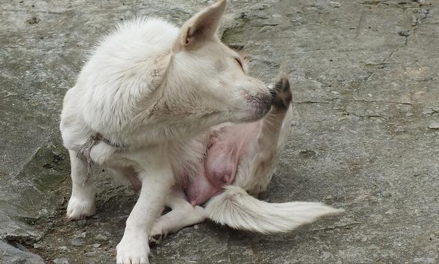 养狗冷知识二哈,两个月狗狗一直舔尿道口