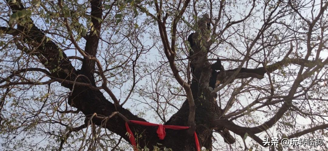 姥娘家的院子,姥娘家