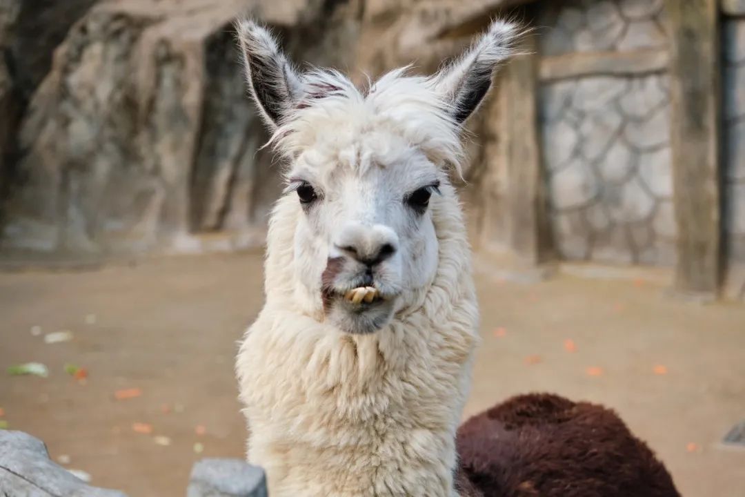 红山动物园亏损3千万网友很着急,近两年疫情原因导致亏损如何翻身