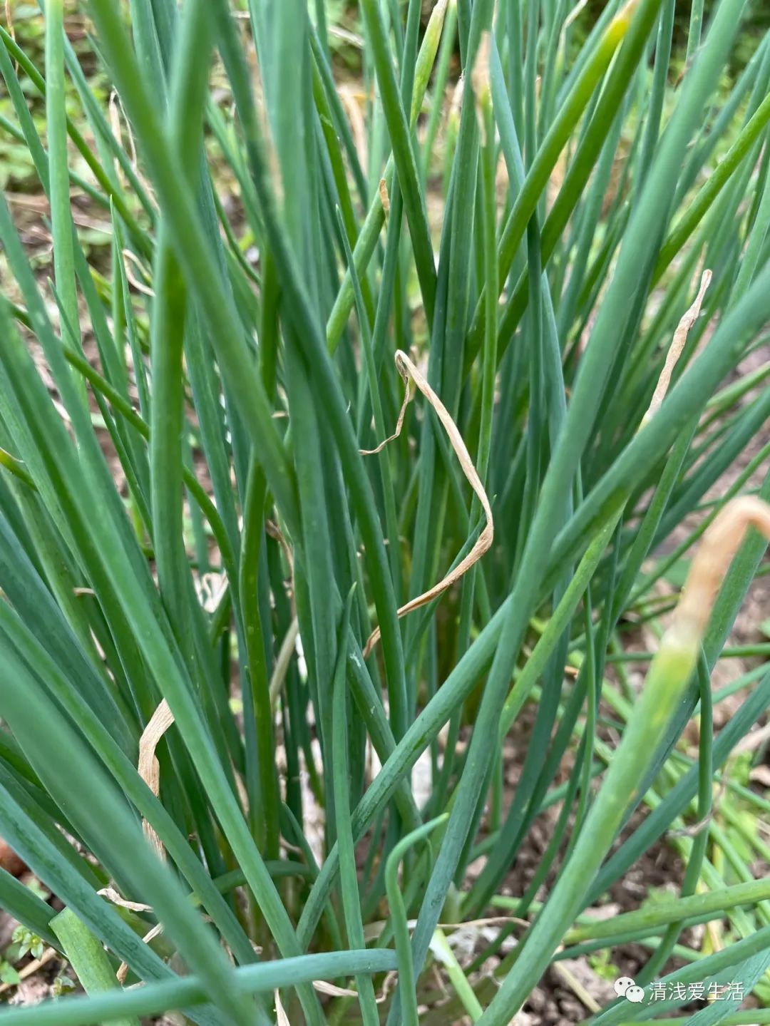 四季小葱种植需要移植吗,四季小葱室内种植