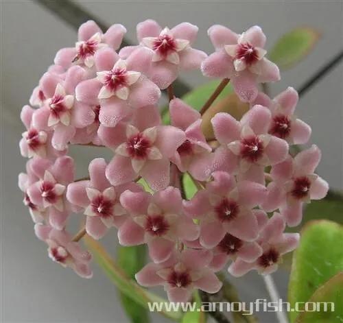 球兰花盛开瞬间,球兰花开完整版