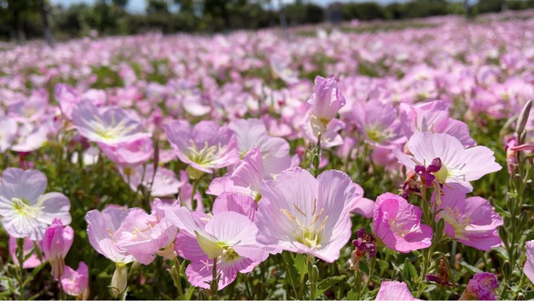 西昌五一旅游攻略学生,五一假期好去处推荐西昌