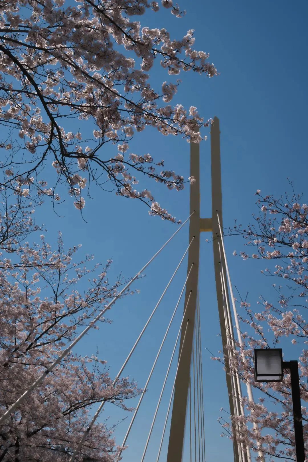 樱花照片怎么修图,樱花拍摄技巧和修图