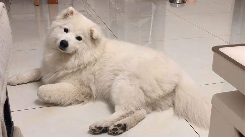 萨摩耶串串幼犬怎么挑选,萨摩耶如何判断是不是串串