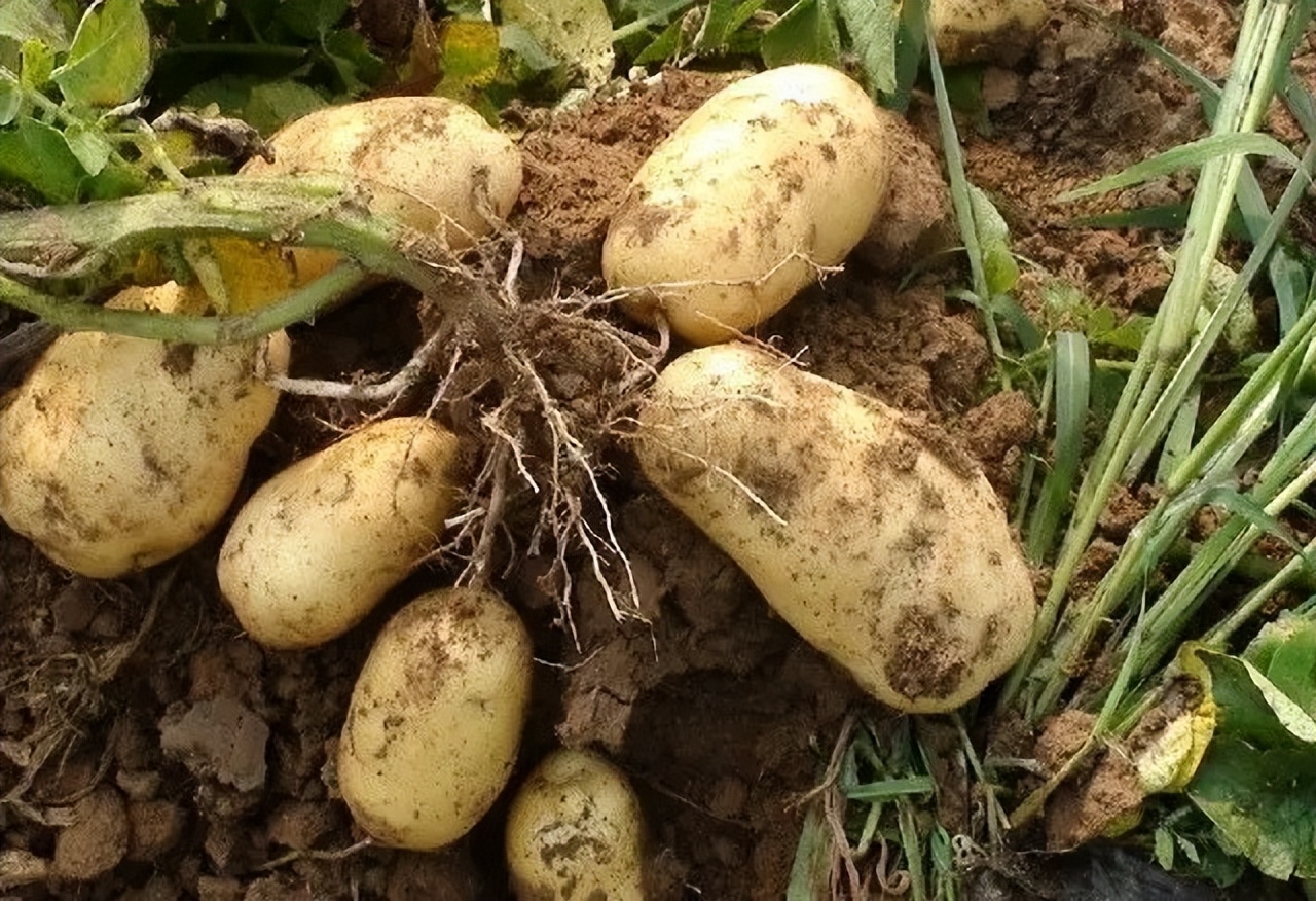 哪里产的土豆最好吃,全国哪的土豆最好