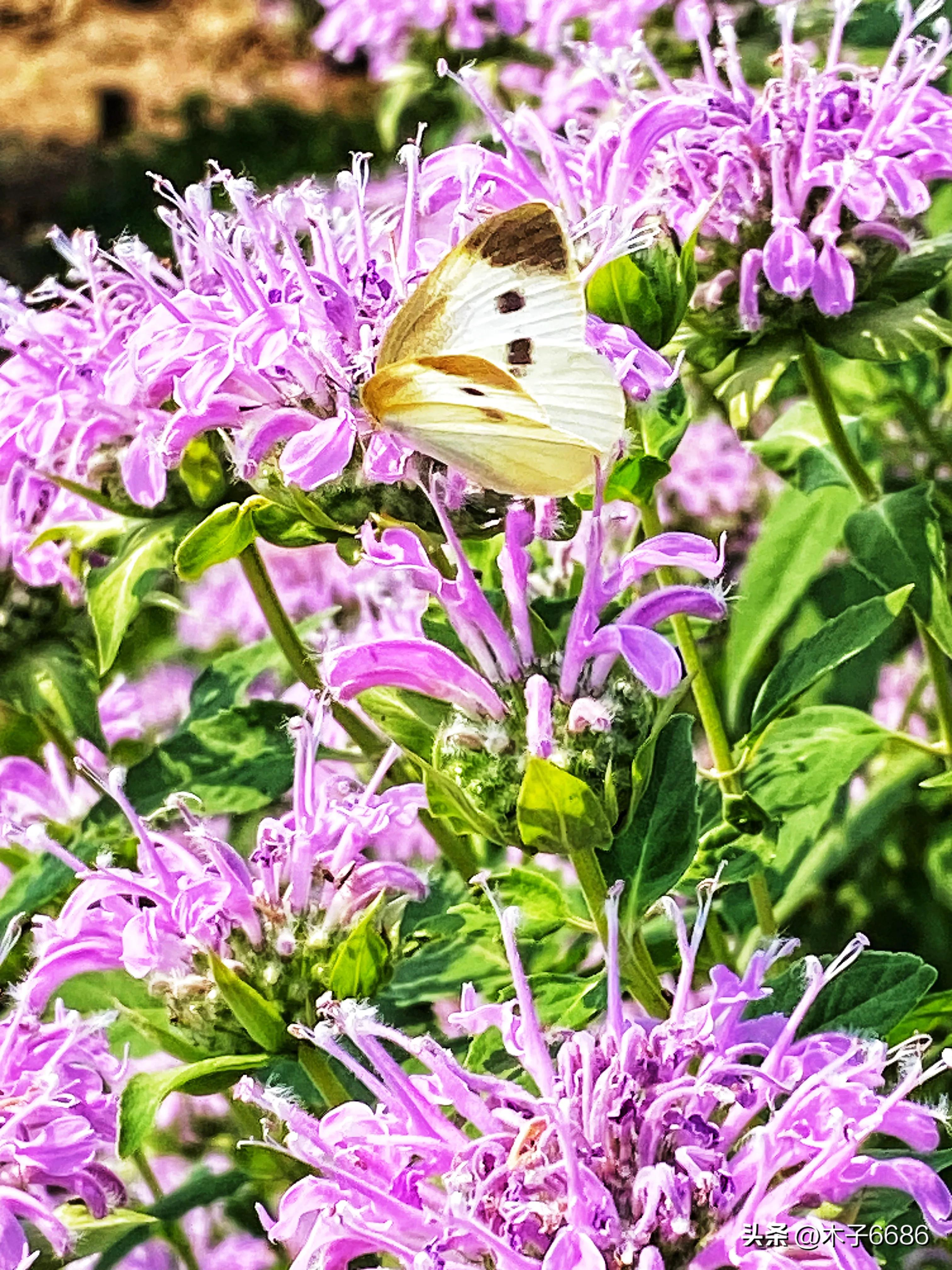 苹果味的薄荷植物,薄荷清凉可口