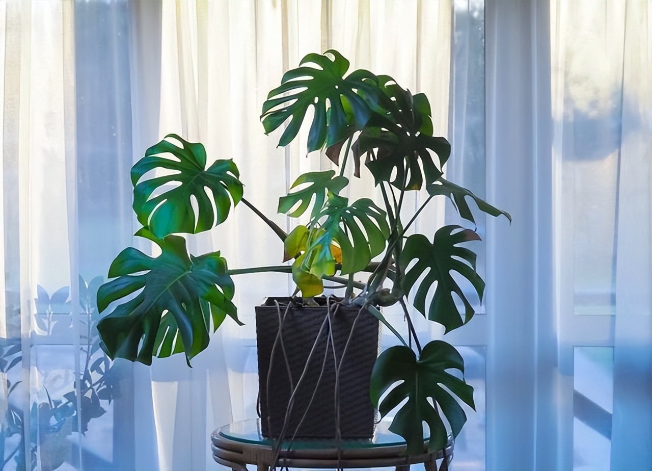 家居养花注意事项,家里养花再贵也要养3种花