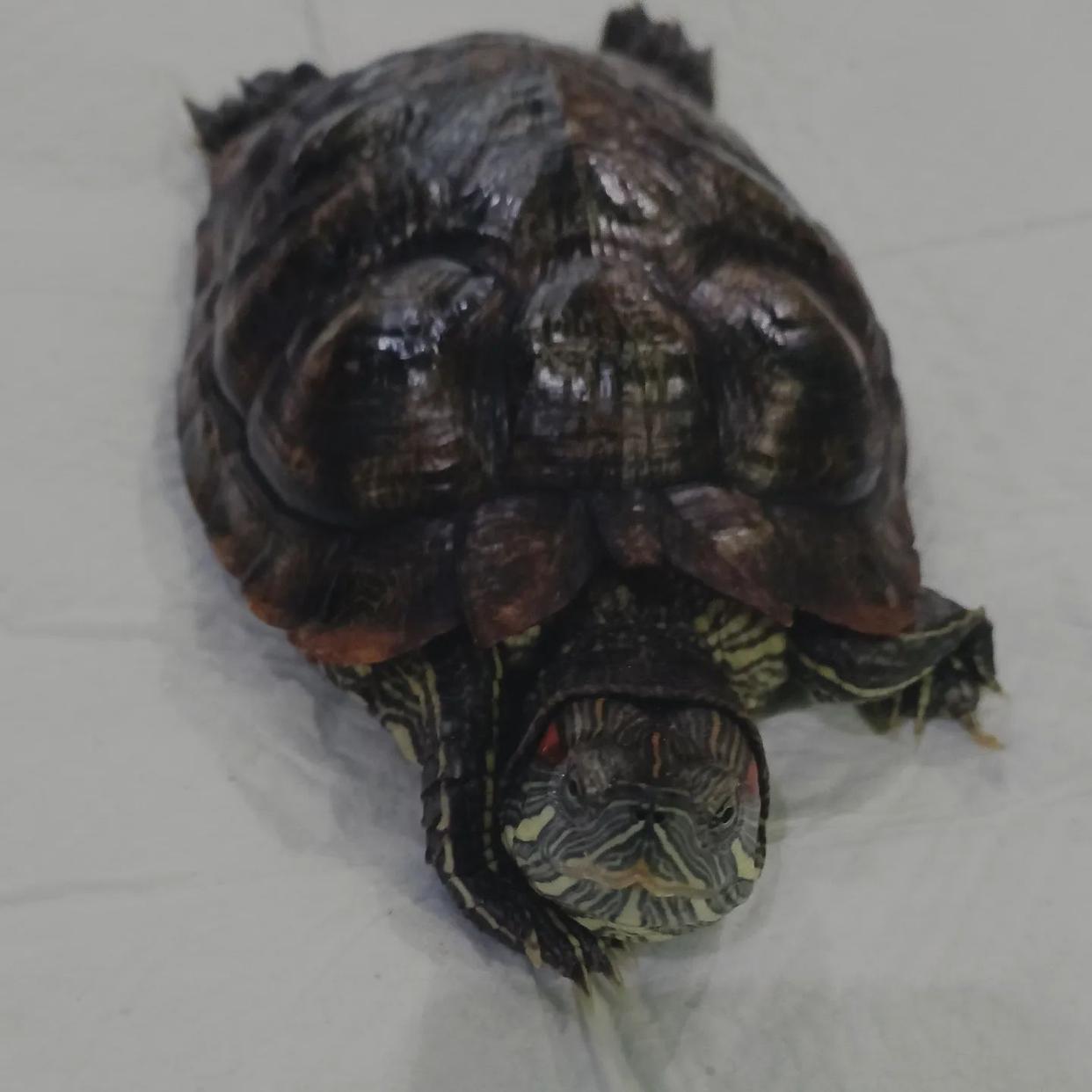 巴西龟一晒背甲就发白,巴西龟在水里泡的发白