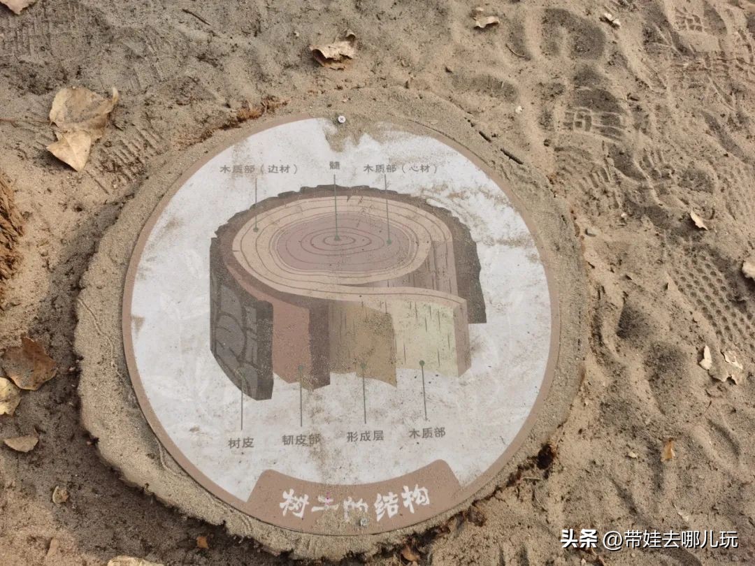 骑行国家森林公园,徒步骑行森林公园