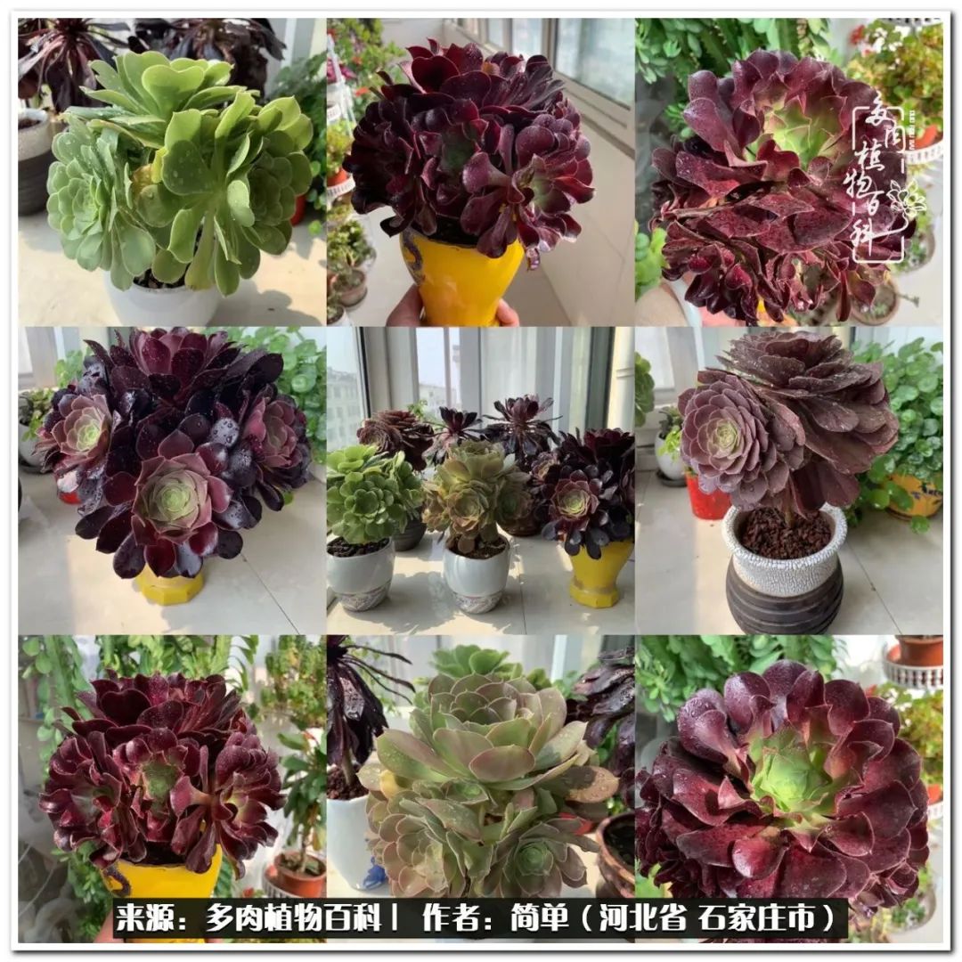 自从养了多肉以后视频,养多肉治愈生活中的疲惫和琐碎