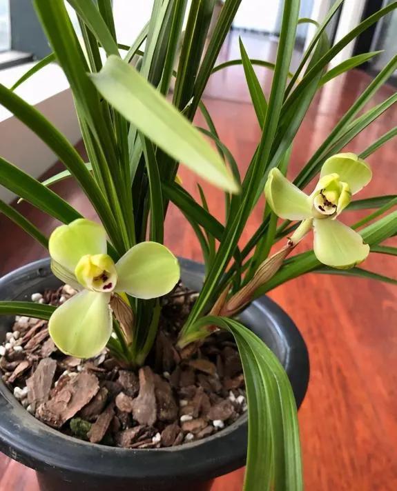 兰花宋梅的故事,宋梅故事