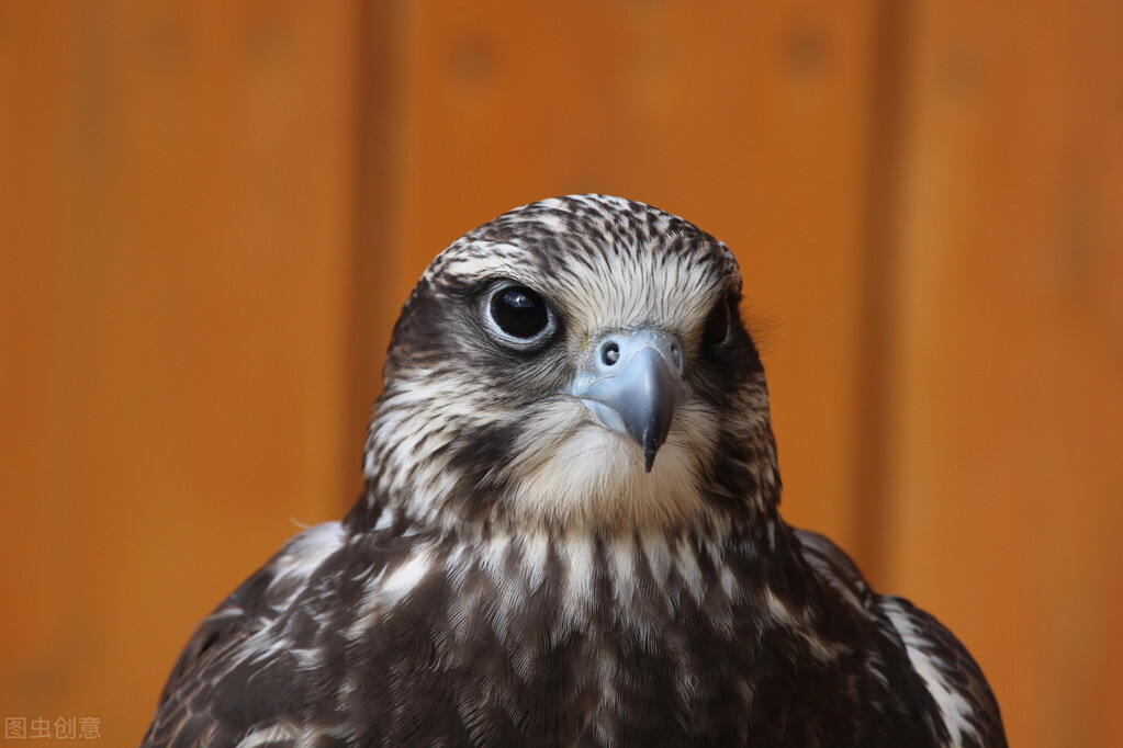 卡塔尔冷知识完整版,卡塔尔世界杯你不知道的冷知识