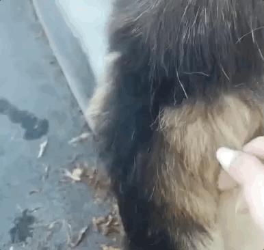 哪些狗掉毛少聪明还好养,狗类掉毛排行榜