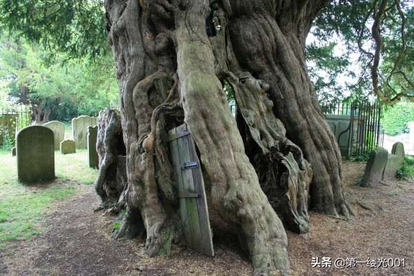 红豆杉是死亡之树能种家里吗,红豆杉为什么突然生长