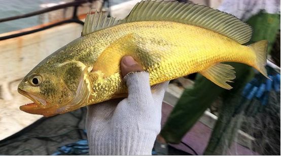 渔民一网捕获大量黄鱼,渔民捕捞3千斤黄鱼价值400万