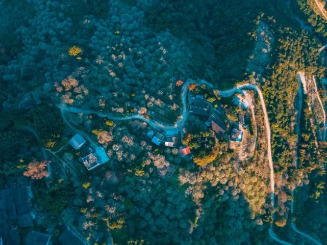 永泰青梅花开全部视频,永泰青梅丰收季节