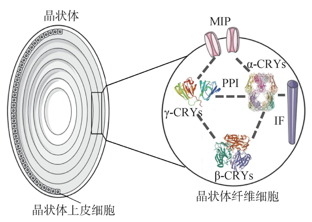 明目喝茶好还是吃药好,热茶清肝明目