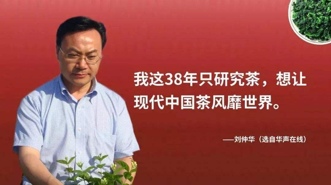 茶叶品牌策划全套案例分享,茶叶的商业模式及营销策略