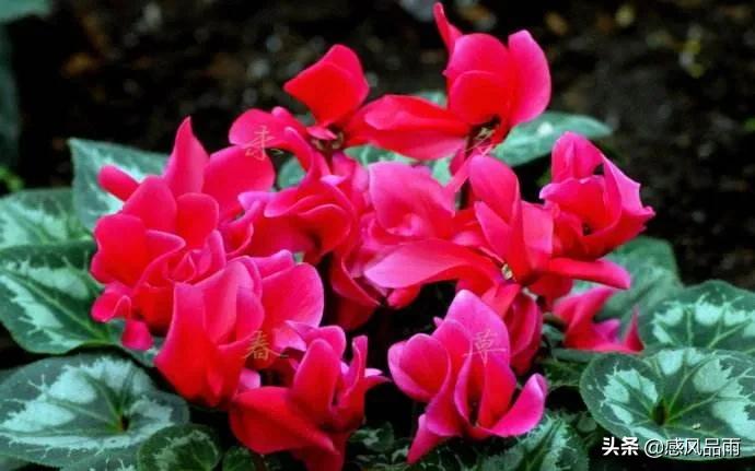 九十九朵美丽的国花送给你