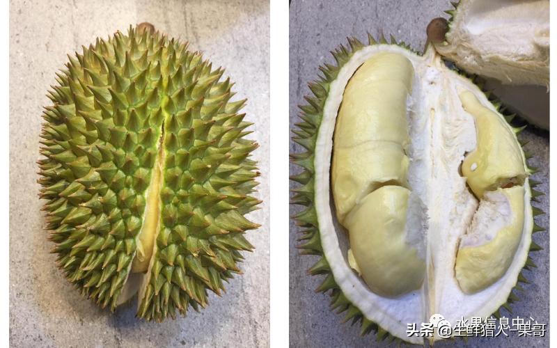 越南产地榴莲最新价格,越南榴莲品种视频