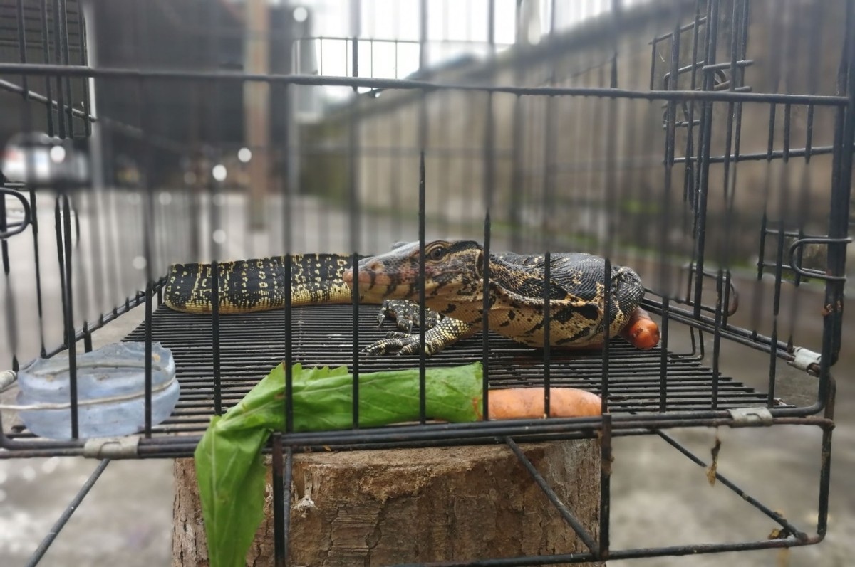 上海钓鱼佬钓起“五爪金龙”，差点牢底坐穿？金龙到底什么来头？