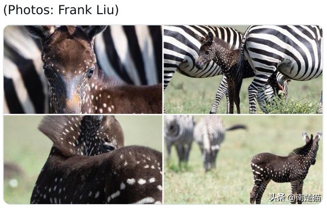 分享各种各样的动物,保证你没见过的20种新动物