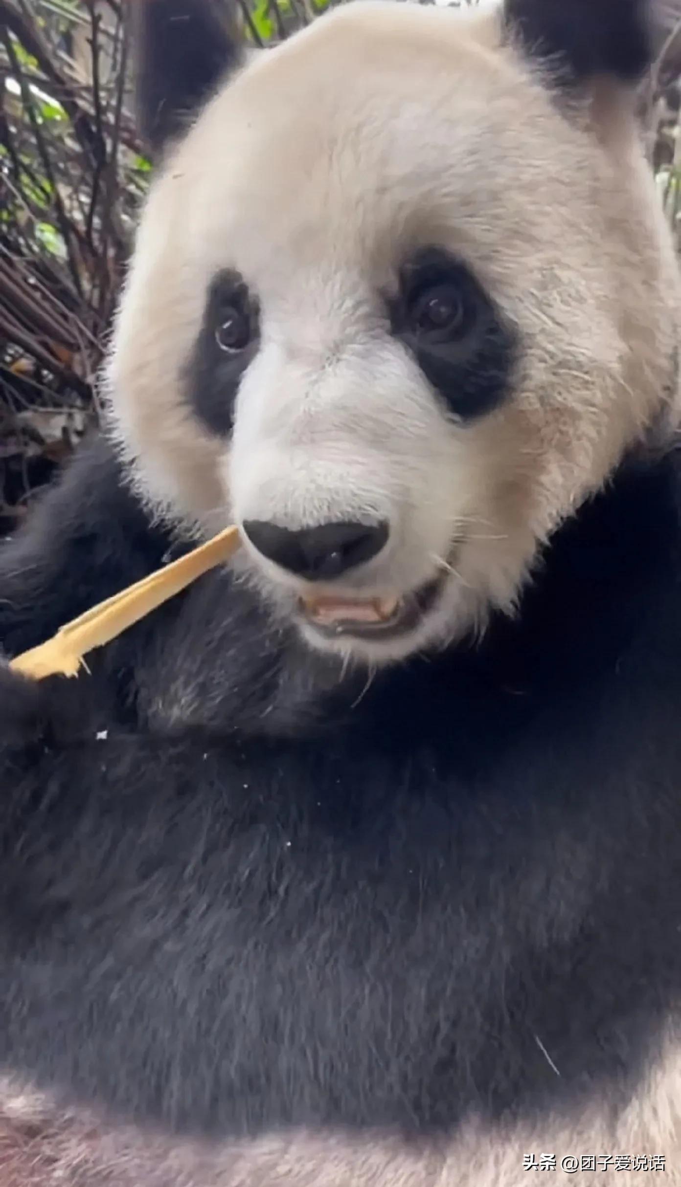 广州长隆野生动物园的大熊猫,广州长隆野生动物世界大熊猫